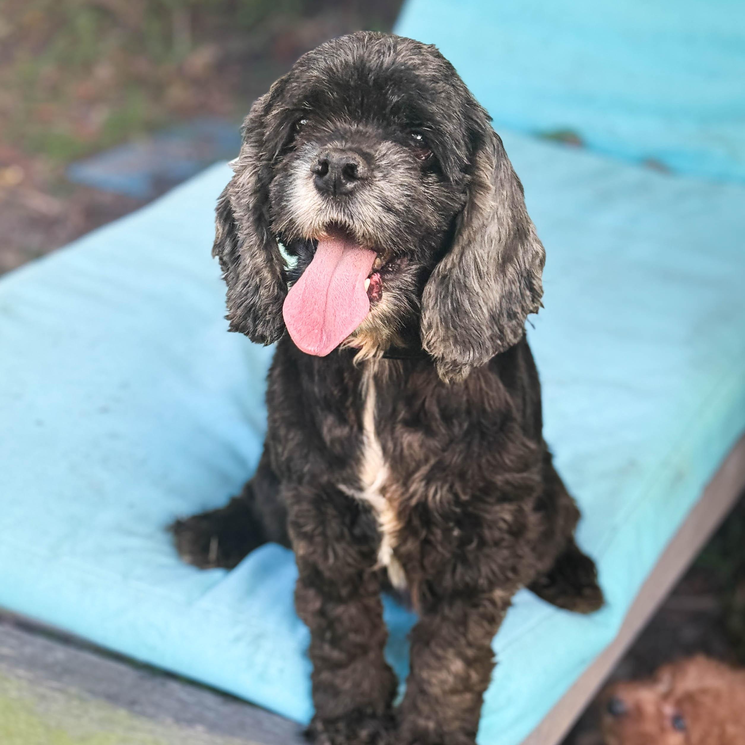 Enlarge Pineapple, a ADOPTABLE Cocker Spaniel in Torrance, CA image 2/5