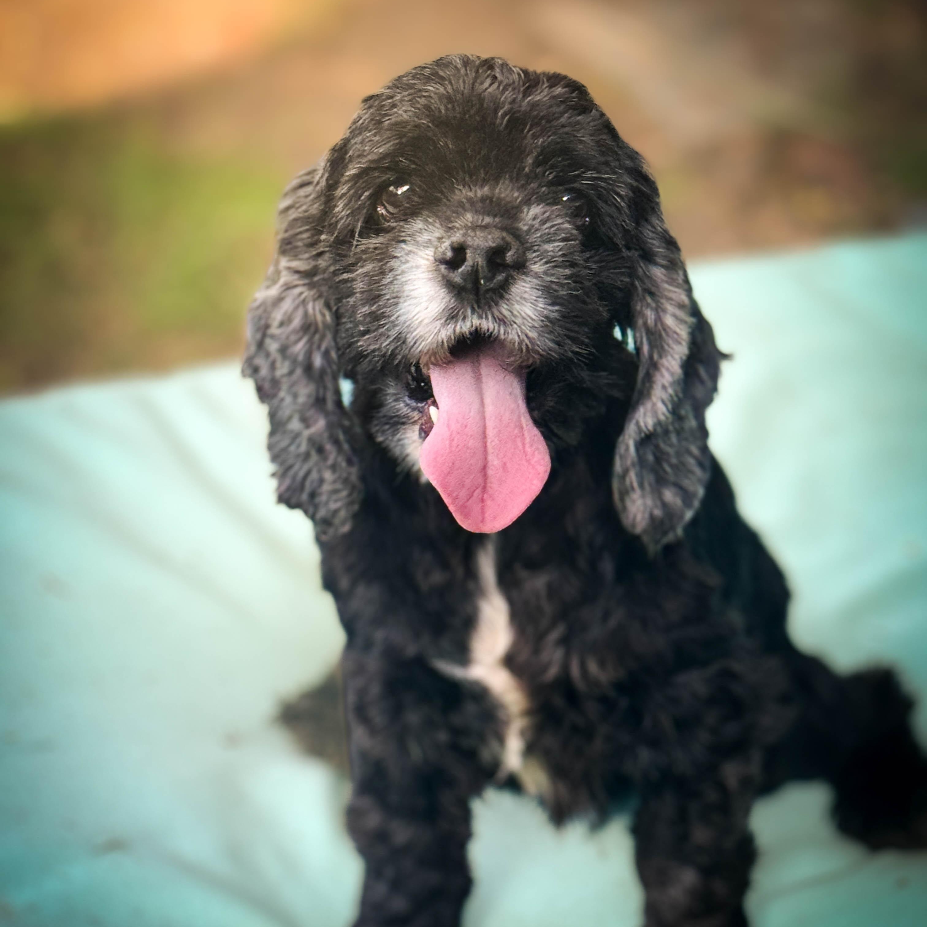 Pineapple, ADOPTABLE, Adult Female Cocker Spaniel.