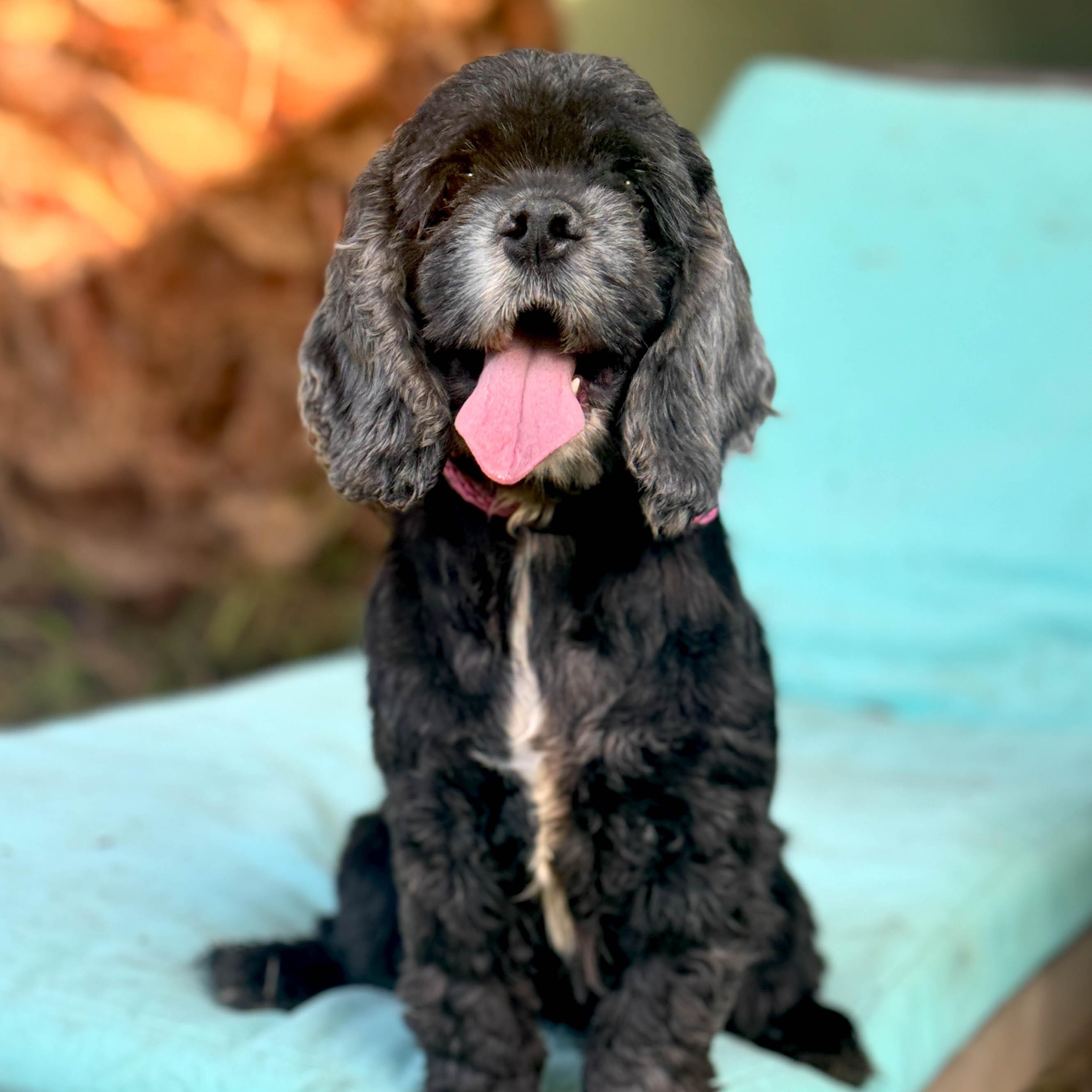 Enlarge Pineapple, a ADOPTABLE Cocker Spaniel in Torrance, CA image 3/5