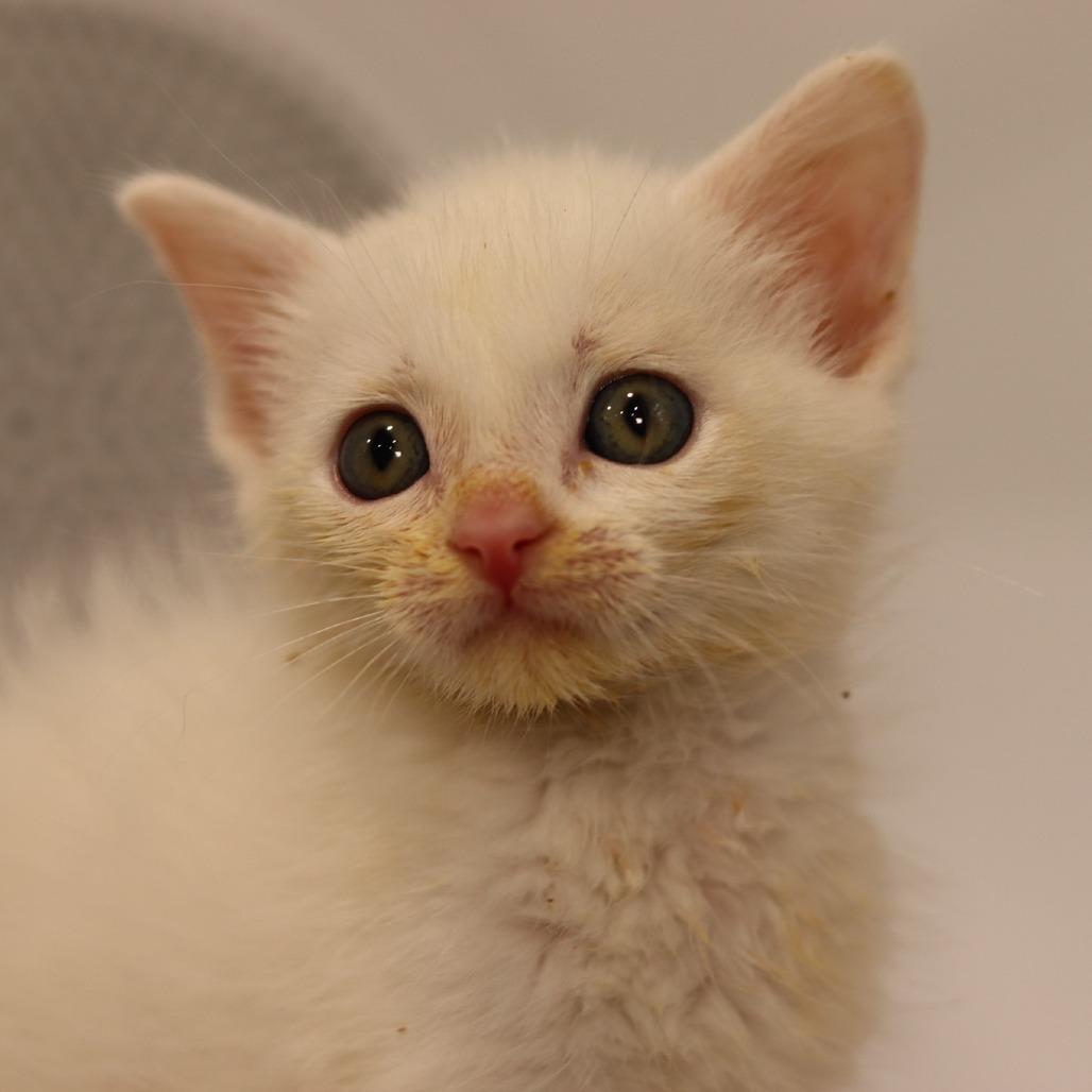 Alvin, Adoptable, Kitten Male Domestic Short Hair.