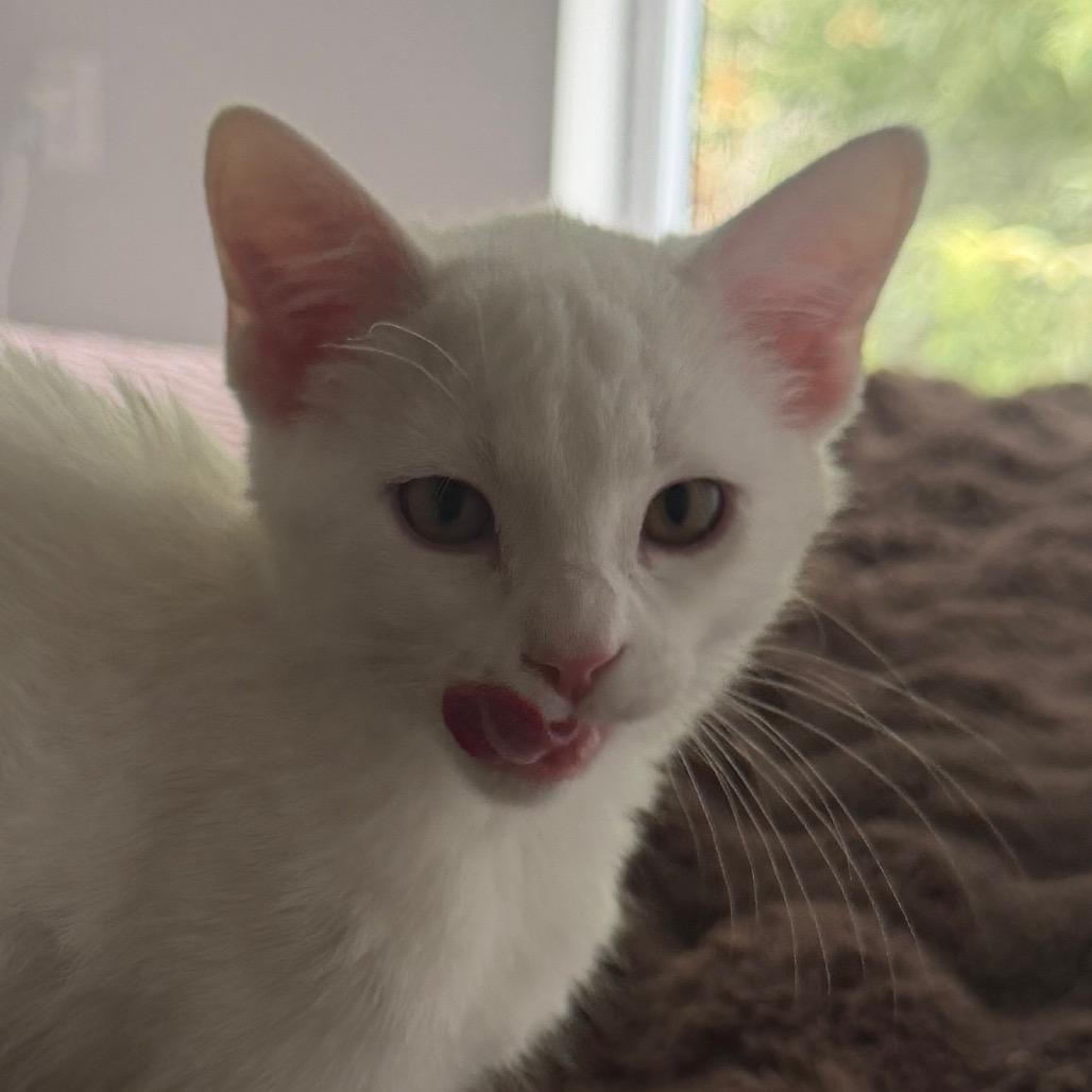 Enlarge Alvin, a Adopted Domestic Short Hair in Boulder, CO image 2/6