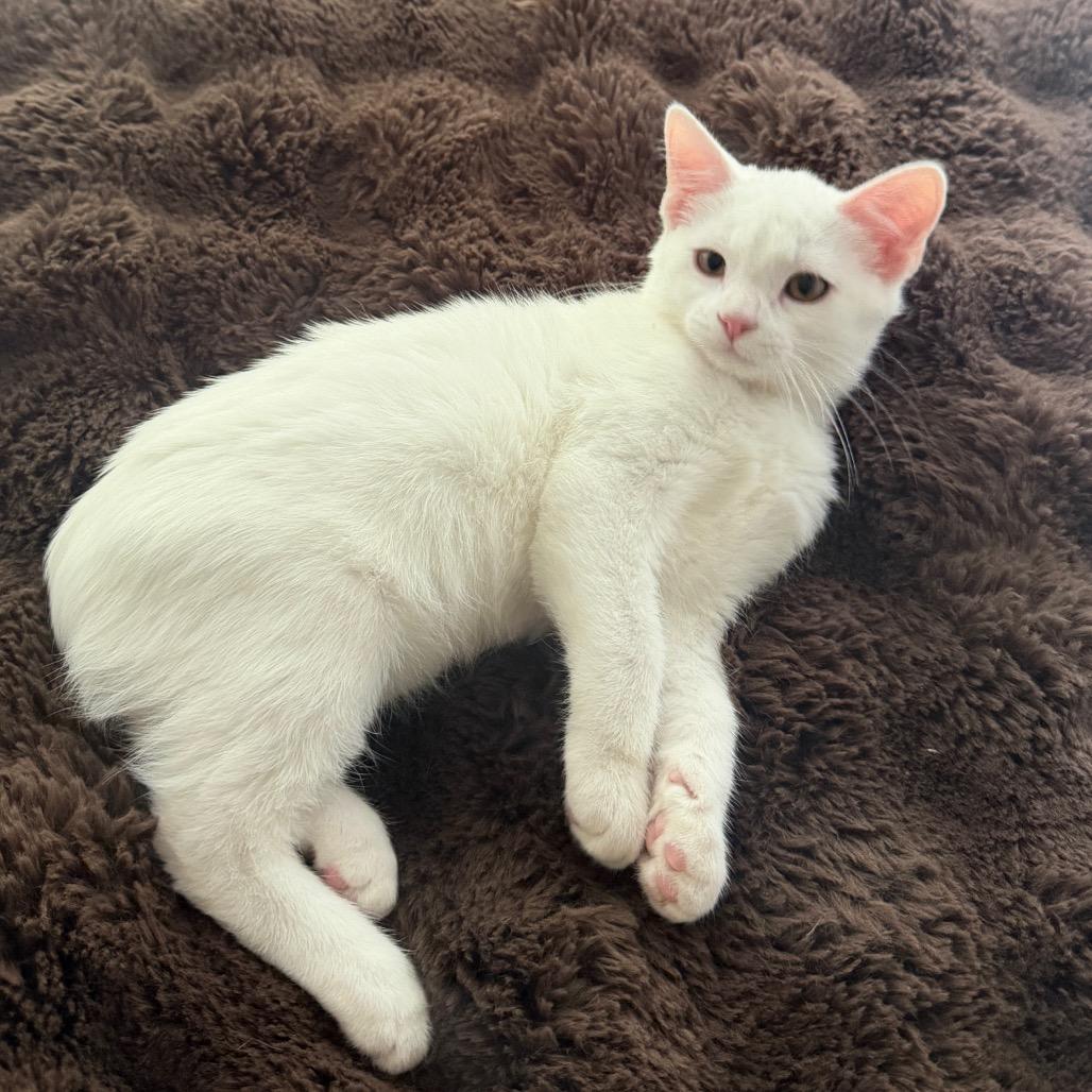 Enlarge Alvin, a Adopted Domestic Short Hair in Boulder, CO image 4/6