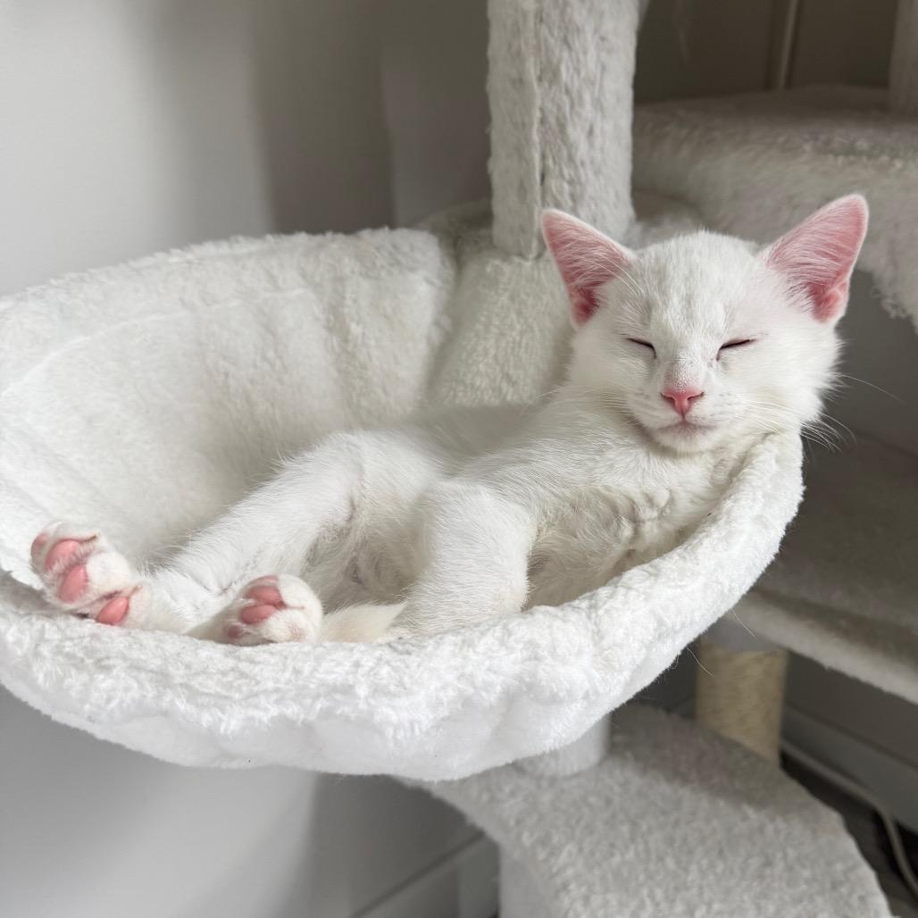 Enlarge Alvin, a Adopted Domestic Short Hair in Boulder, CO image 5/6