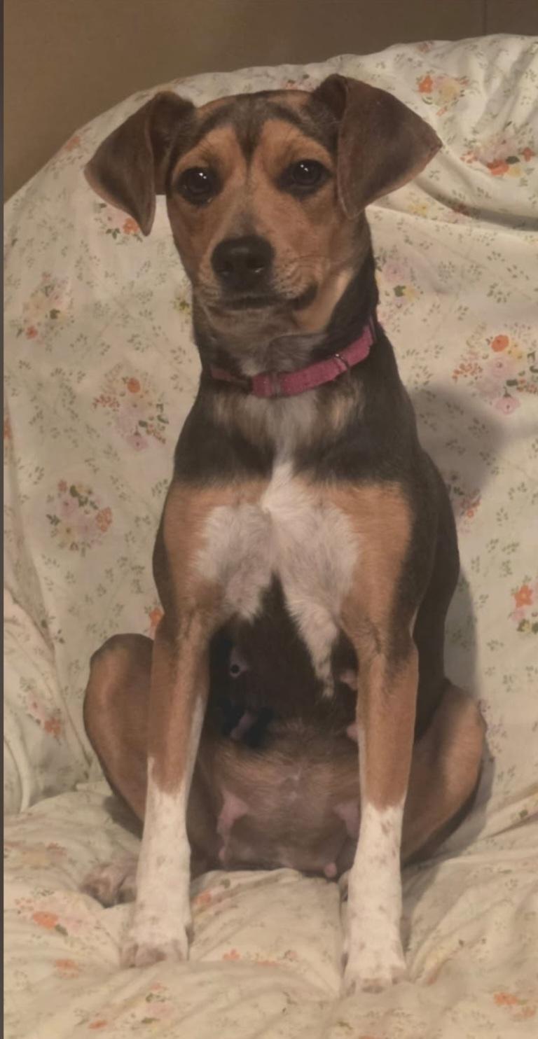 Enlarge Charly, a ADOPTABLE mixed breed in Brookville, PA image 3/3