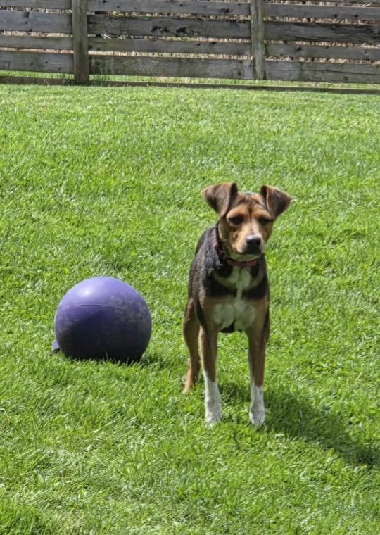 Enlarge Charly, a ADOPTABLE mixed breed in Brookville, PA image 1/3
