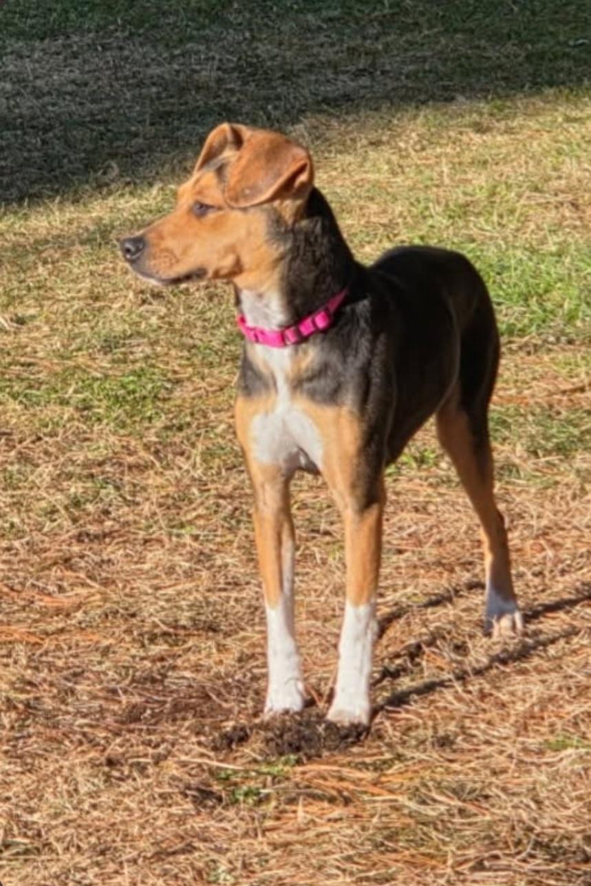 Enlarge Charly, a ADOPTABLE mixed breed in Brookville, PA image 2/3