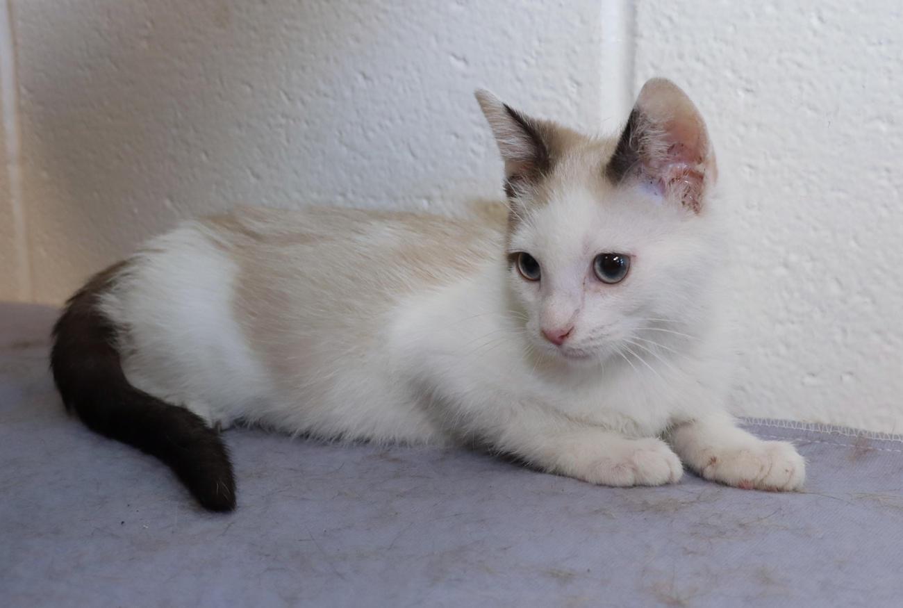 Enlarge Polly, an adopted mixed breed in Euclid, OH image 5/5