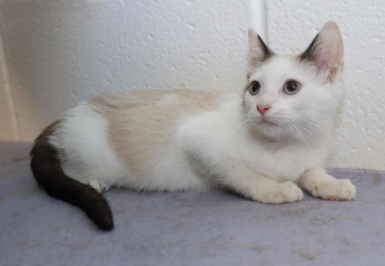 Enlarge Polly, an adopted mixed breed in Euclid, OH image 4/5