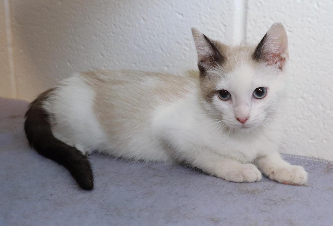 Enlarge Polly, an adopted mixed breed in Euclid, OH image 3/5