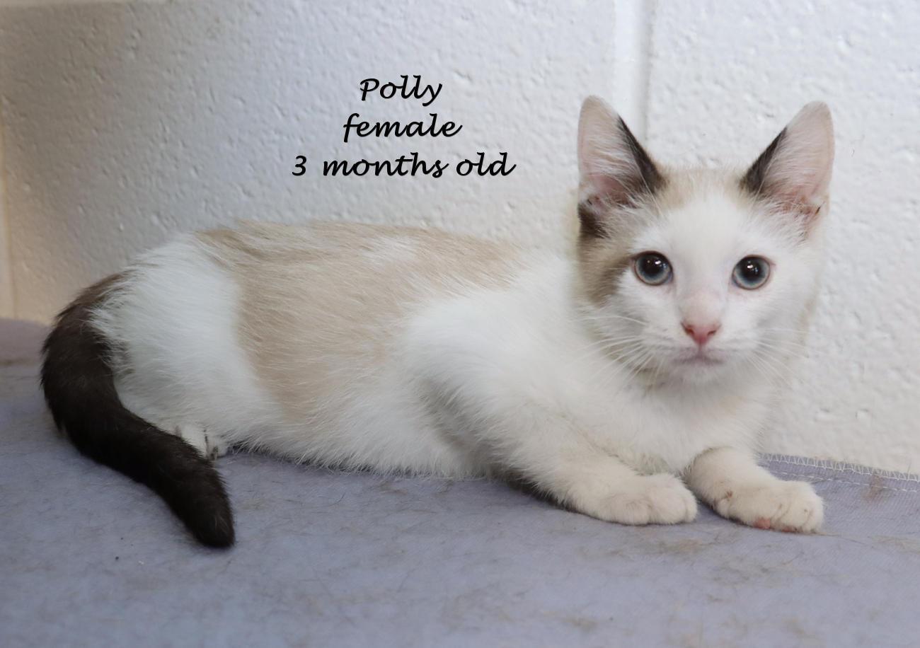 Enlarge Polly, an adopted mixed breed in Euclid, OH image 2/5