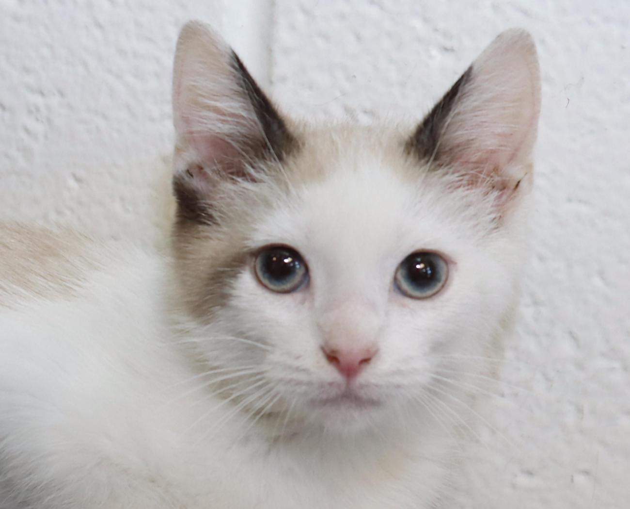 Polly, adopted, Kitten Female Siamese.