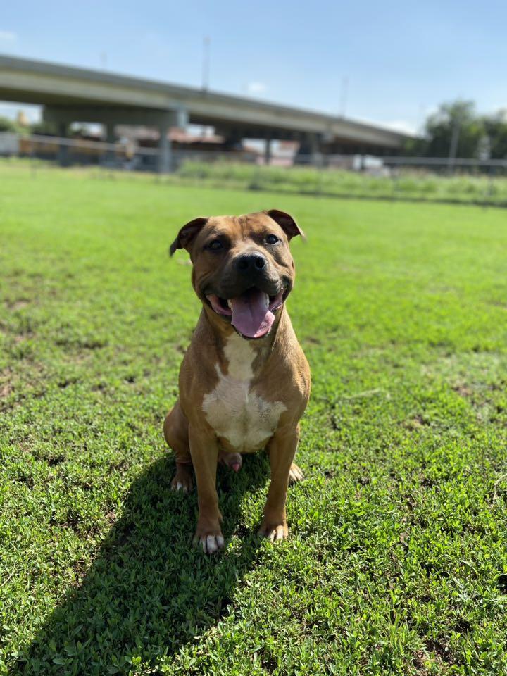 DQ, an adoptable Mixed Breed in Chickasha, OK, 73018 | Photo Image 4