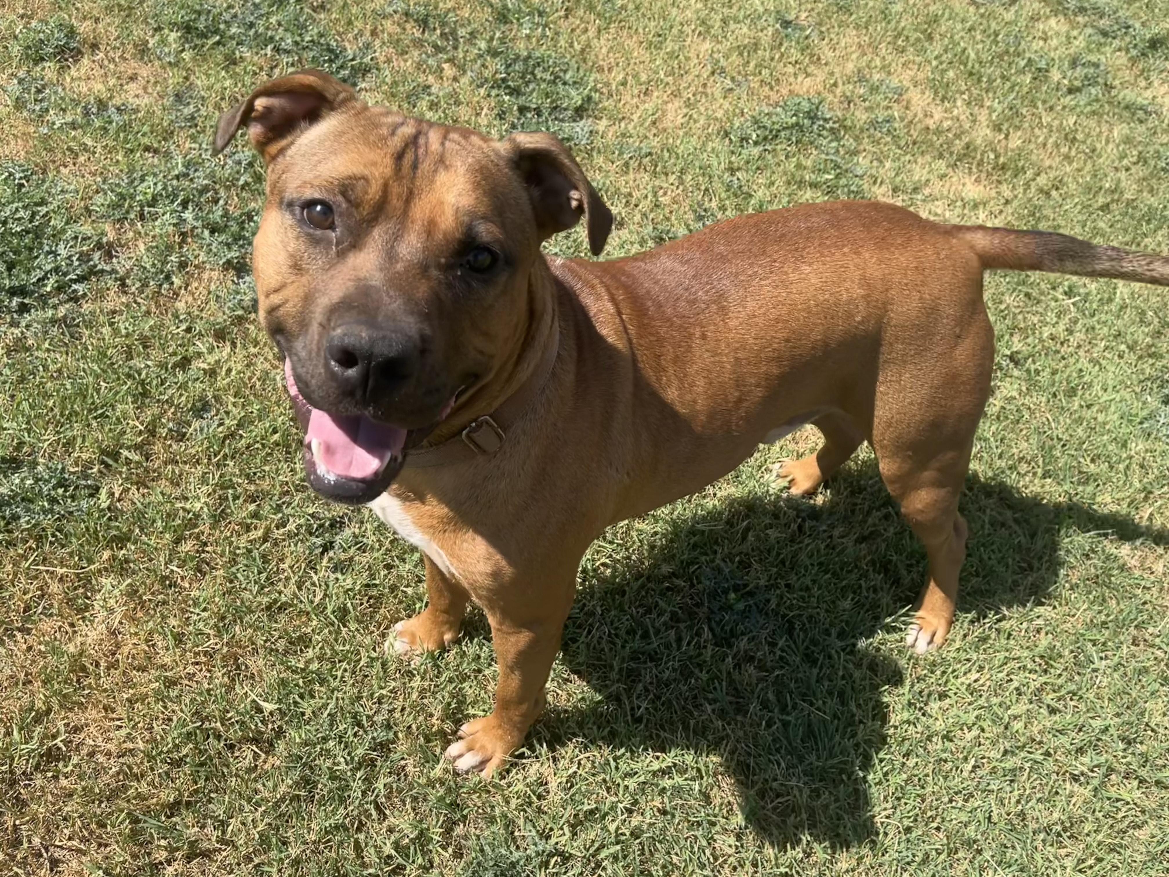 DQ, an adoptable Mixed Breed in Chickasha, OK, 73018 | Photo Image 1