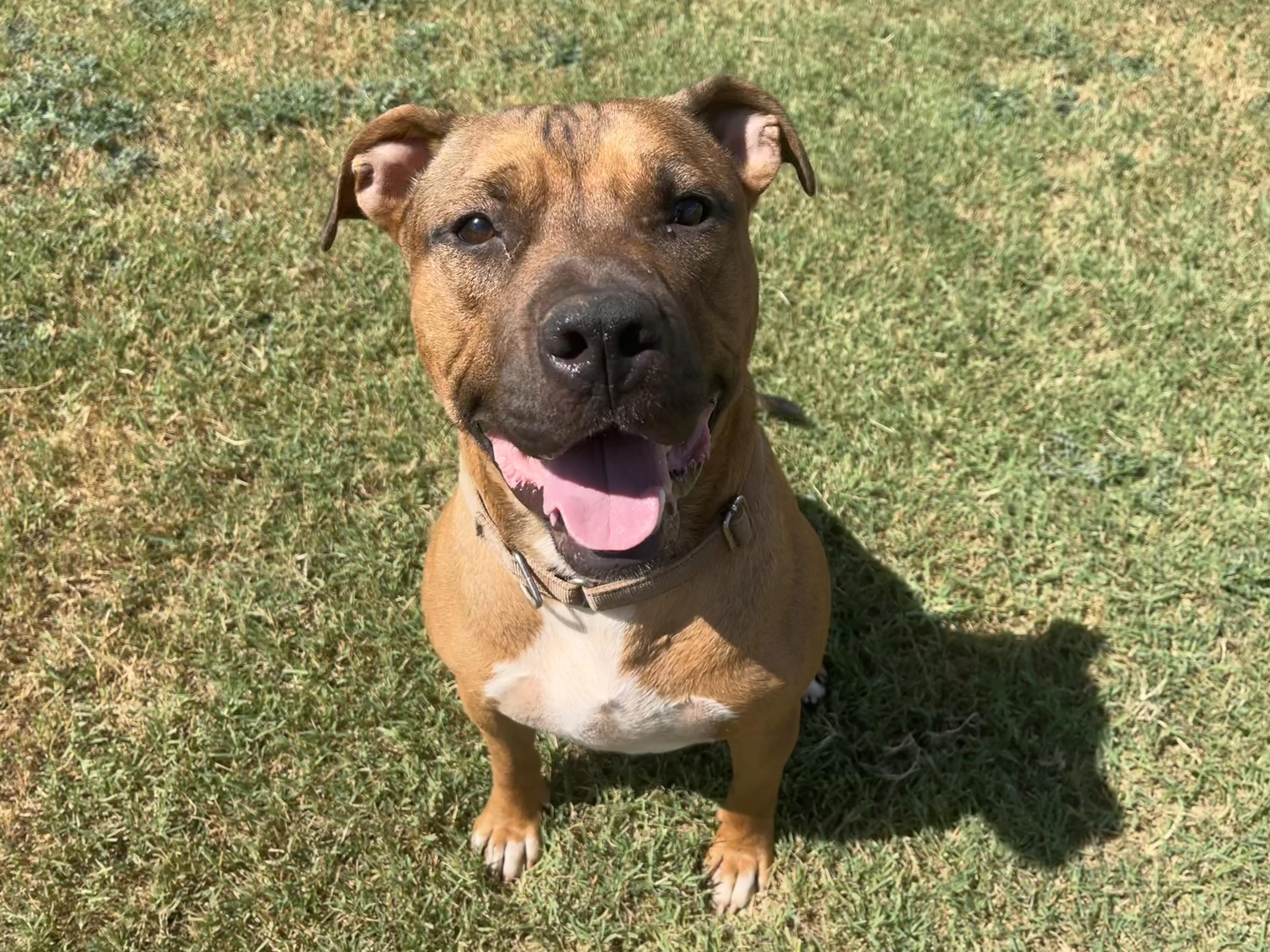 DQ, an adoptable Mixed Breed in Chickasha, OK, 73018 | Photo Image 2