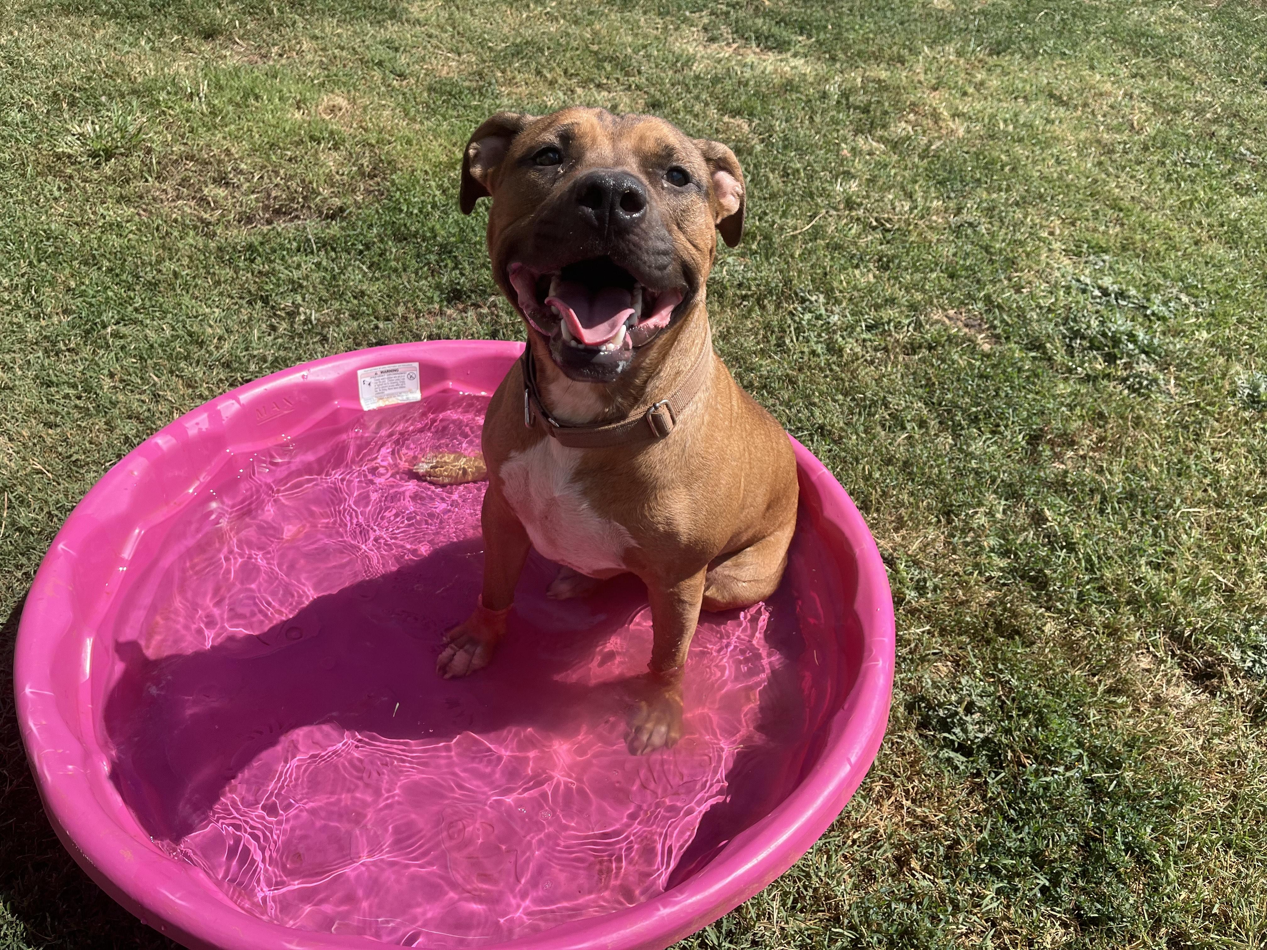 DQ, an adoptable Mixed Breed in Chickasha, OK, 73018 | Photo Image 3