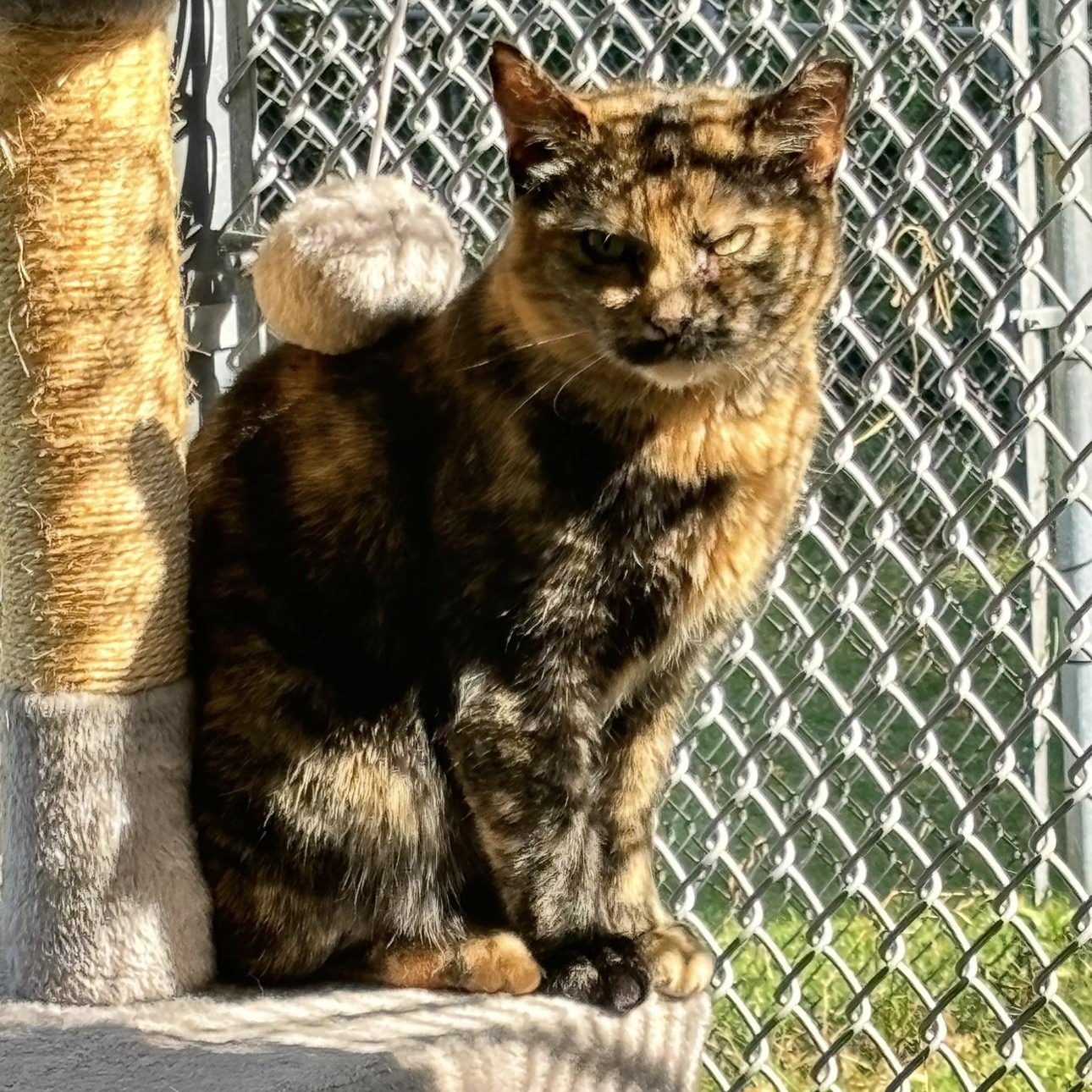 Enlarge Berta, a Adoptable mixed breed in Terryville, CT image 2/6