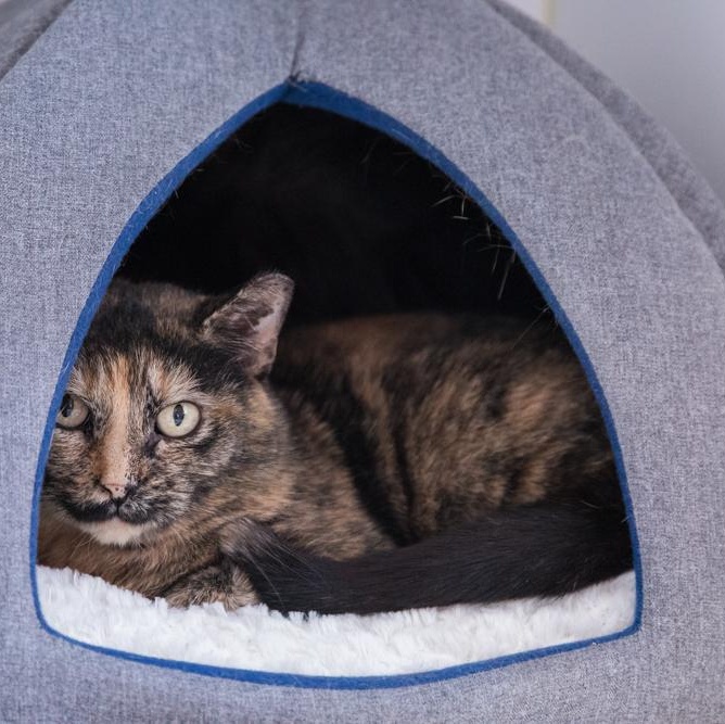 Enlarge Berta, a Adoptable mixed breed in Terryville, CT image 3/6