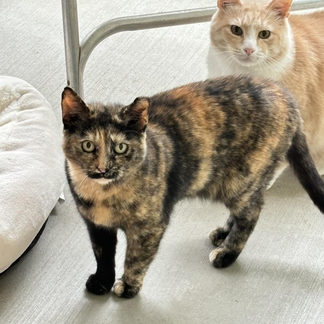 Enlarge Berta, a Adoptable mixed breed in Terryville, CT image 5/6