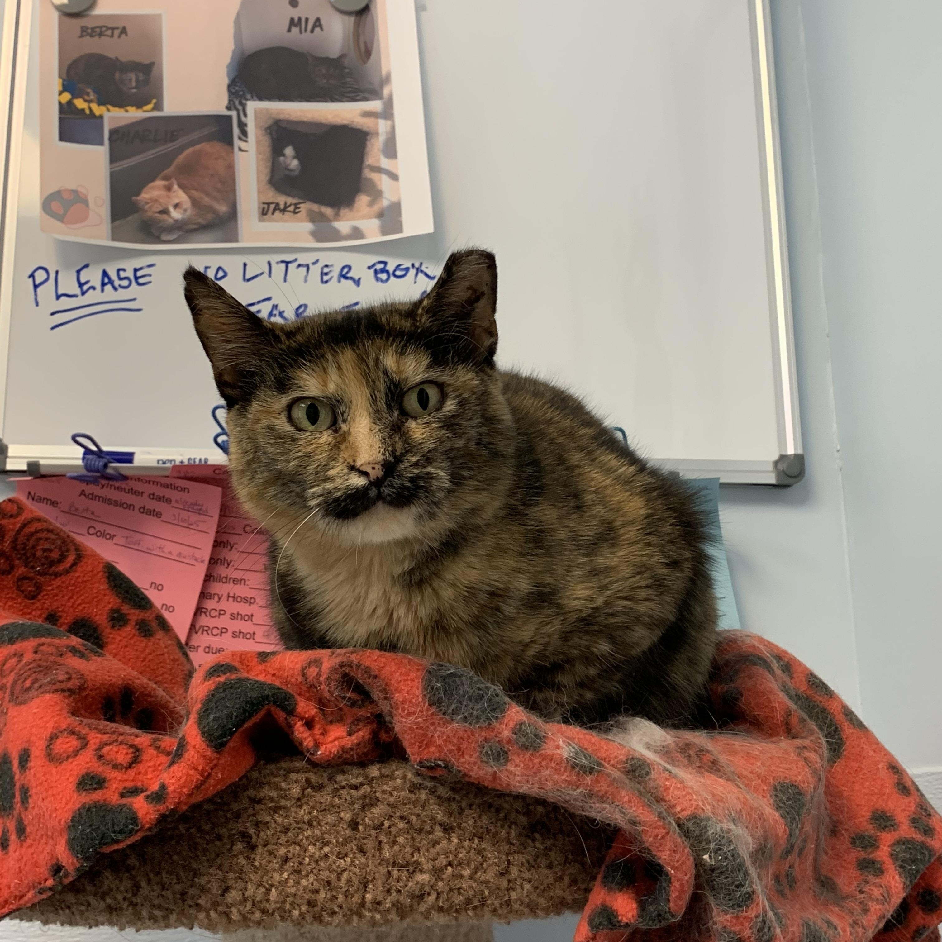 Enlarge Berta, a Adoptable mixed breed in Terryville, CT image 1/6