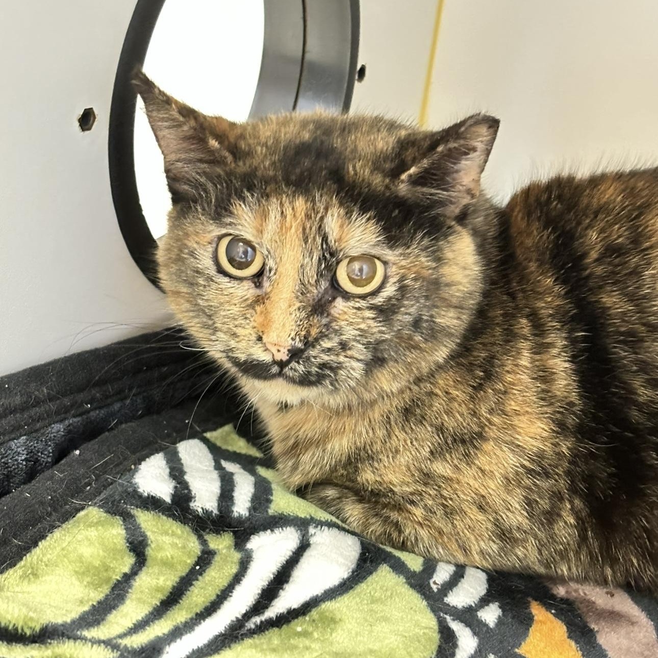 Enlarge Berta, a Adoptable mixed breed in Terryville, CT image 6/6