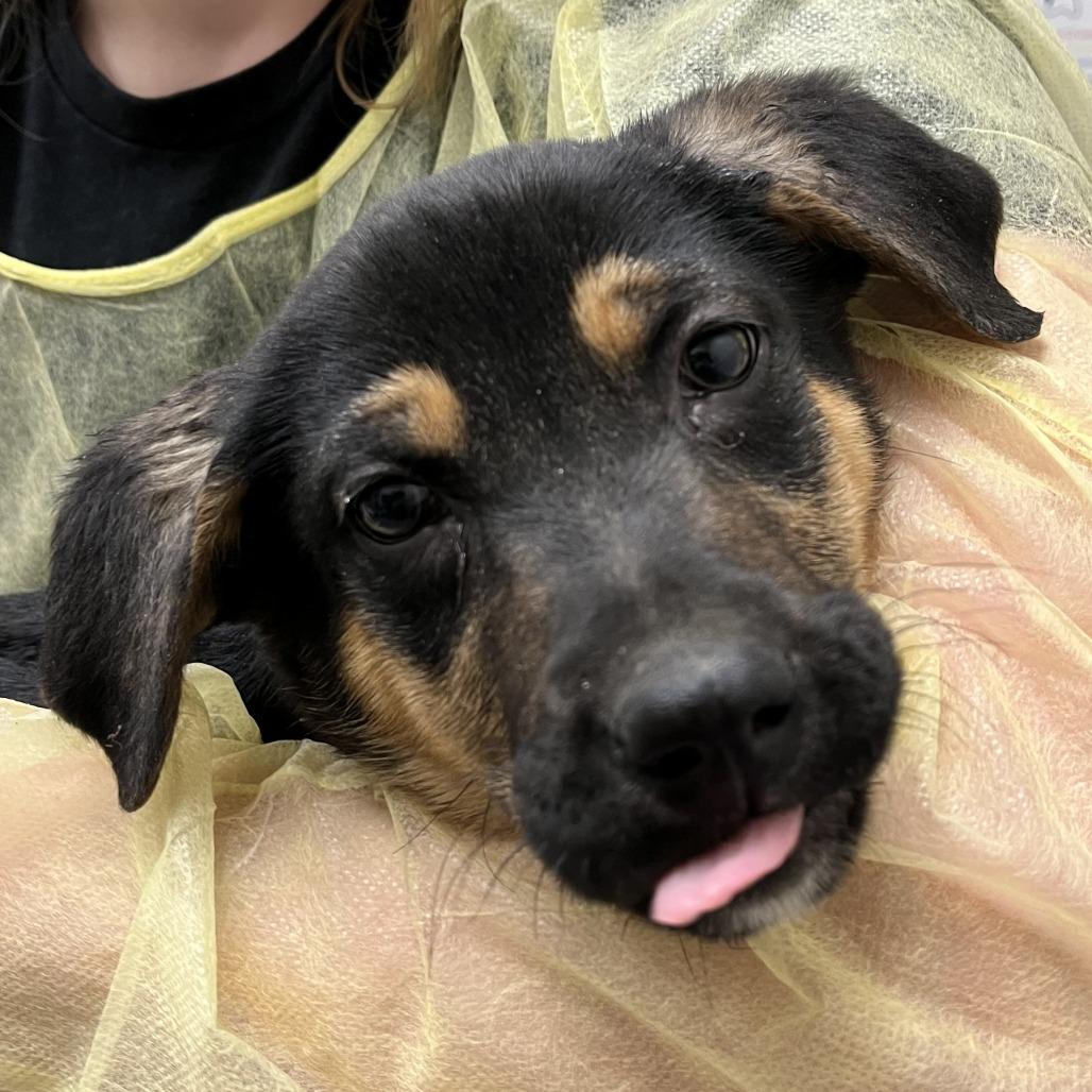 Chickadee, Adoptable, Puppy Male German Shepherd Dog & Border Collie.