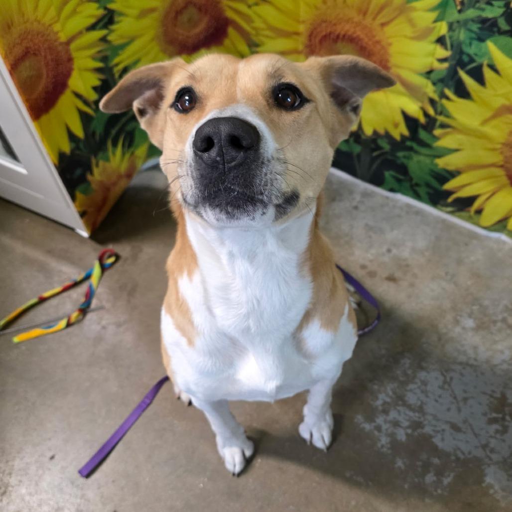 Enlarge Lady Mae, a Adoptable mixed breed in Eureka Springs, AR image 1/1