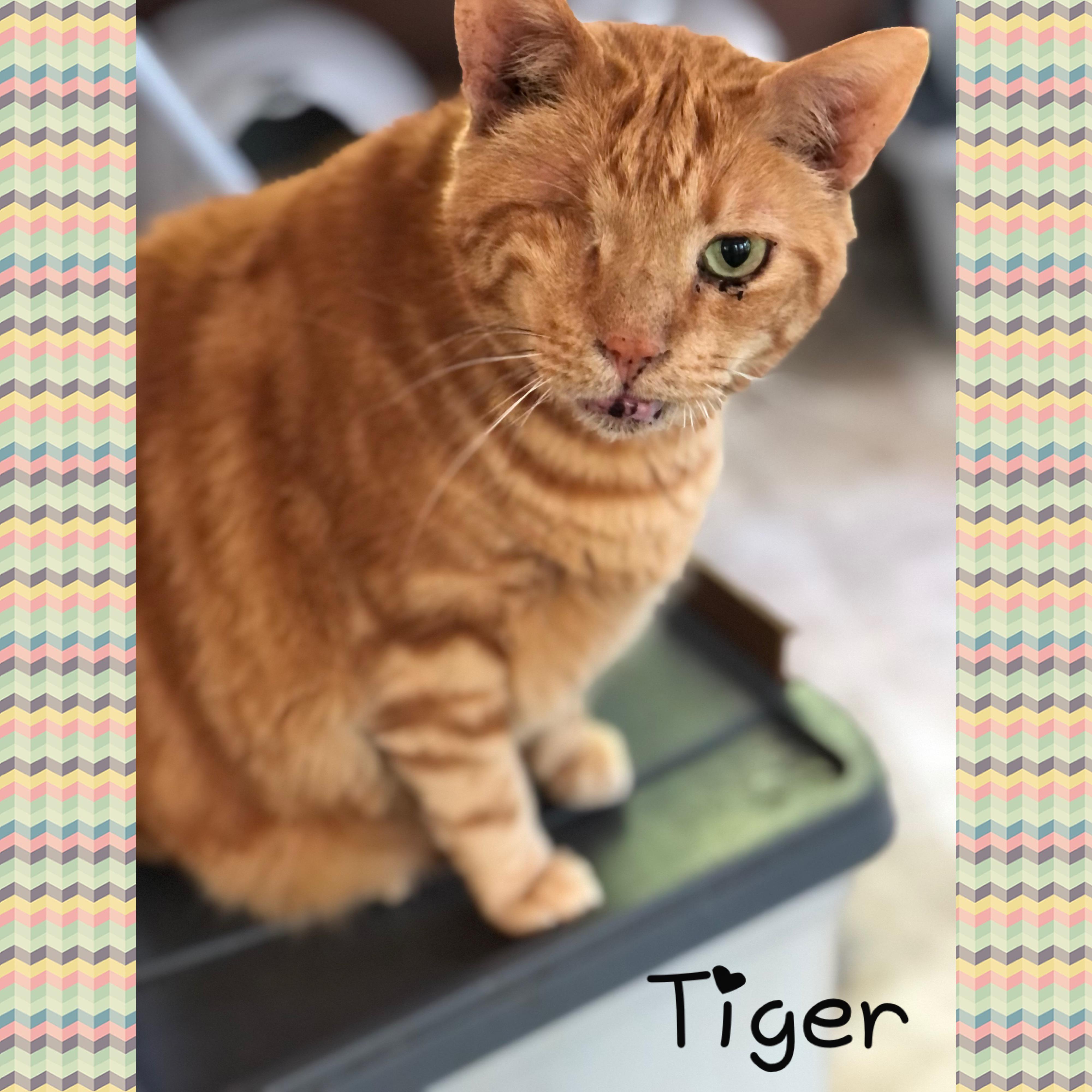 Tiger, Adoptable, Adult Male Domestic Short Hair.