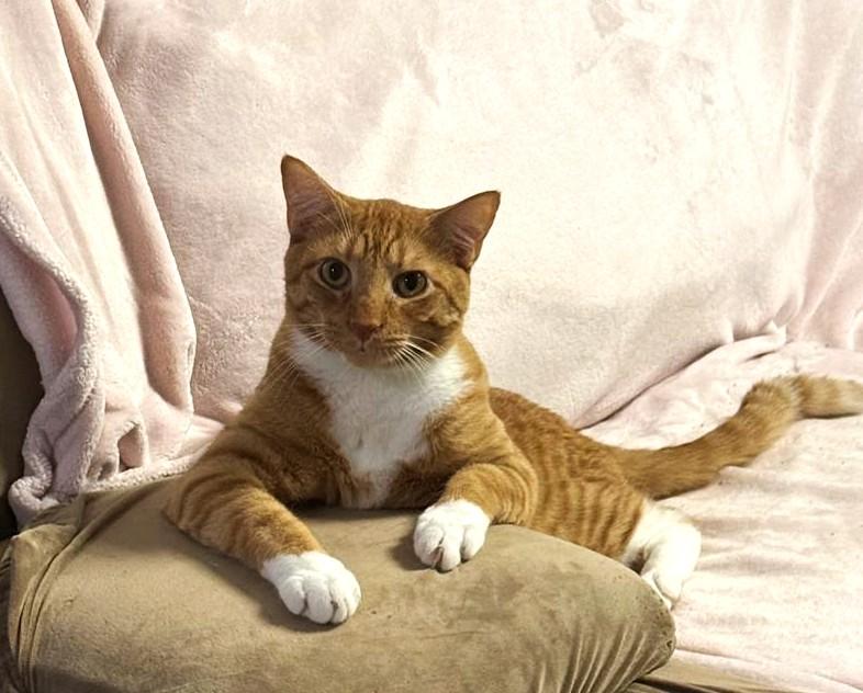 Jon, Adoptable, Young Male Domestic Short Hair.