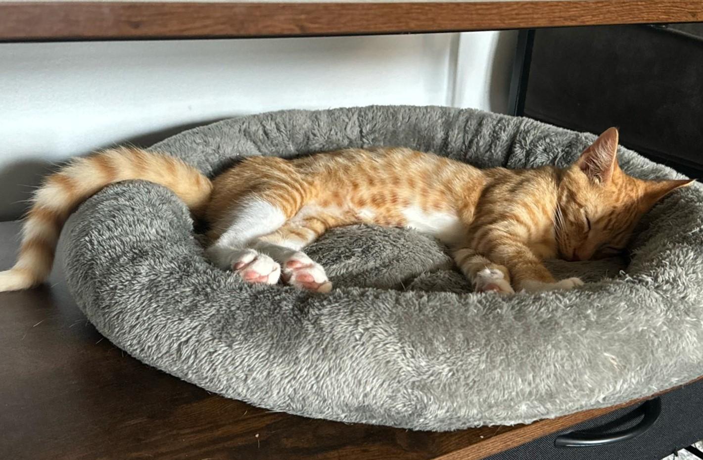 Enlarge Jon, a Adoptable Domestic Short Hair in Brooklyn, NY image 2/2