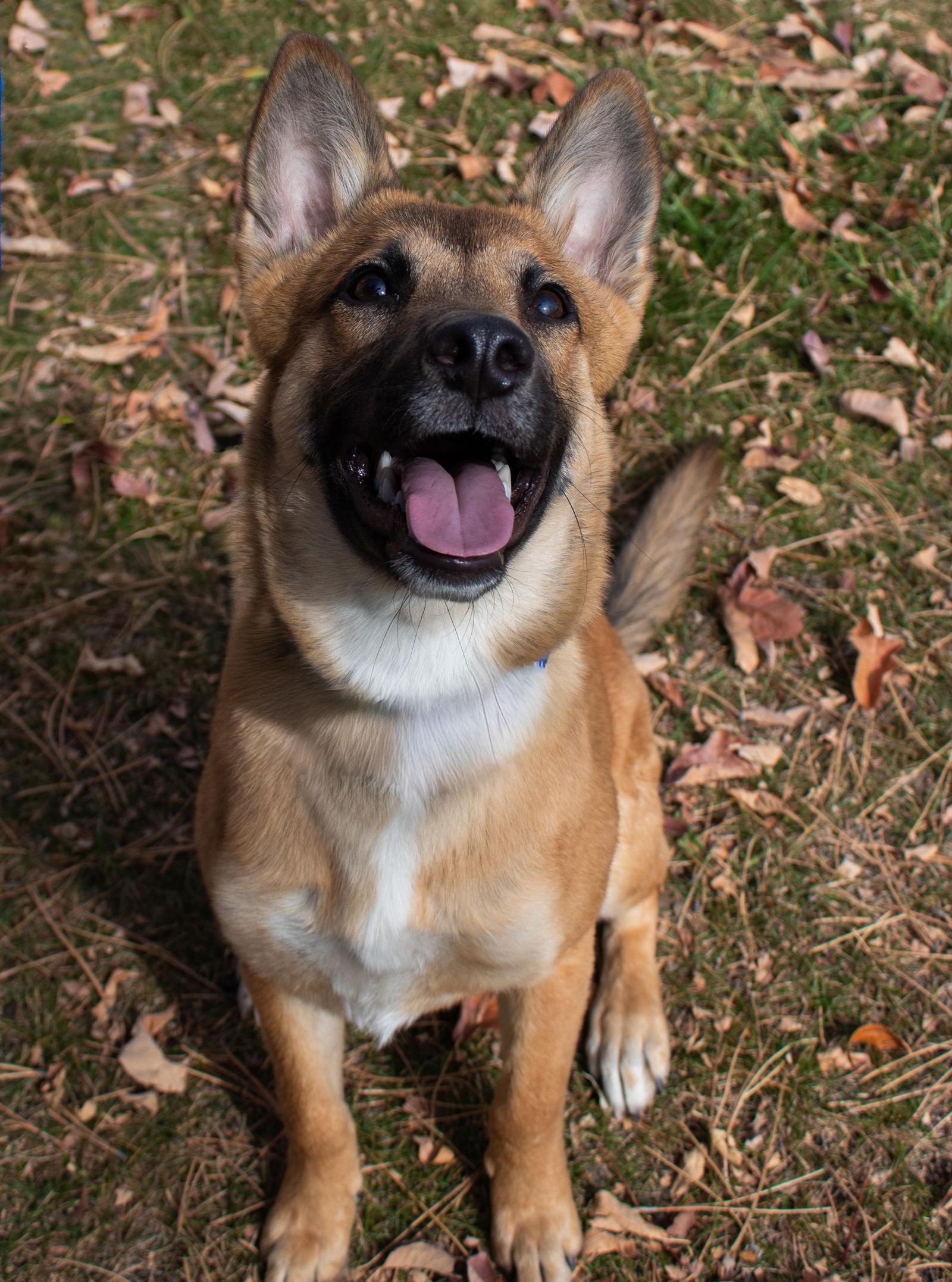 Lavish, Adoptable, Puppy Female German Shepherd Dog.
