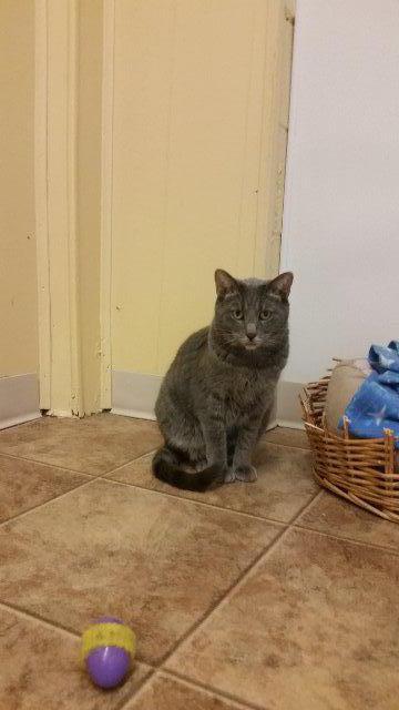 Maggie, Adoptable, Senior Female Domestic Short Hair.