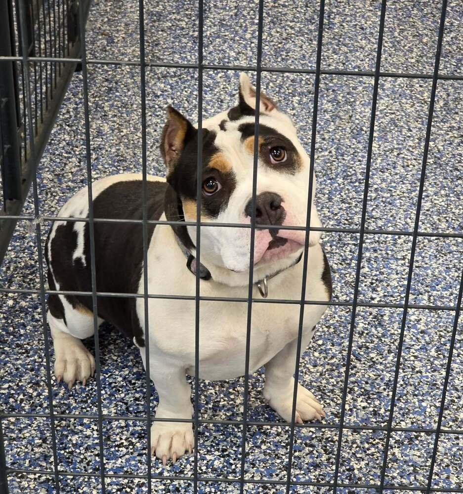 Willow, Adopted, Young Female American Bully.