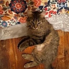 Enlarge Slinky, a Adoptable mixed breed in Chicago, IL image 3/6