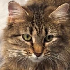 Enlarge Slinky, a Adoptable mixed breed in Chicago, IL image 1/6