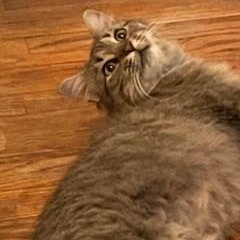 Enlarge Slinky, a Adoptable mixed breed in Chicago, IL image 2/6