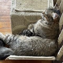 Enlarge Slinky, a Adoptable mixed breed in Chicago, IL image 4/6