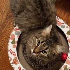 Enlarge Slinky, a Adoptable mixed breed in Chicago, IL image 5/6