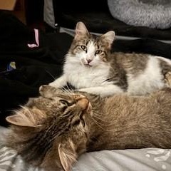 Enlarge Slinky, a Adoptable mixed breed in Chicago, IL image 6/6