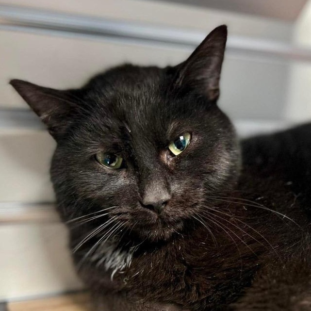 Mr. Beans, ADOPTABLE, Adult Male Domestic Short Hair.