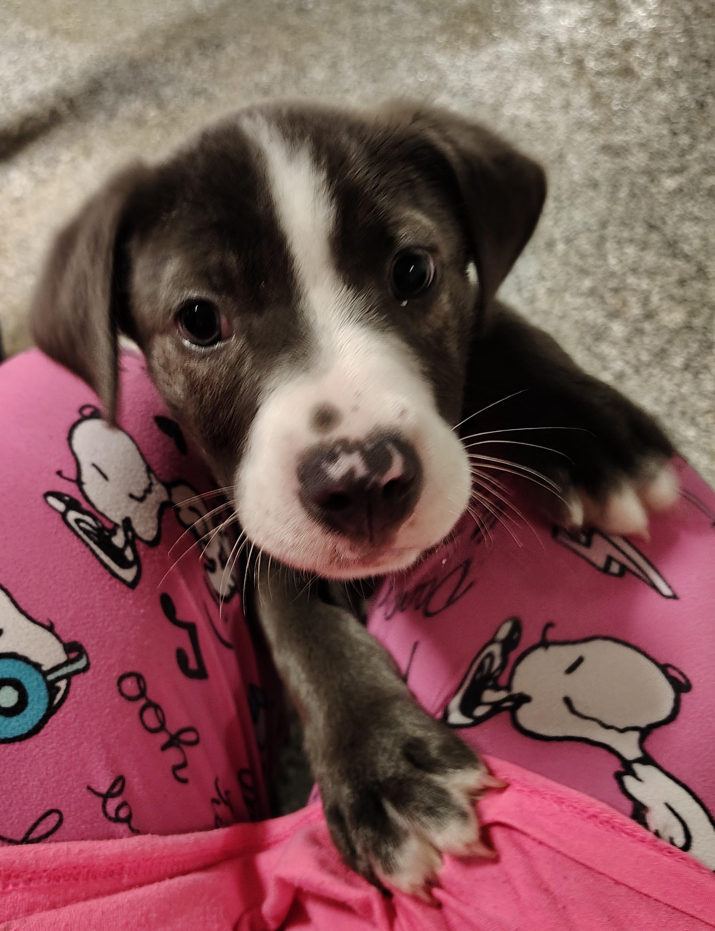 Elroy, adopted, Puppy Male Labrador Retriever & Mixed Breed.