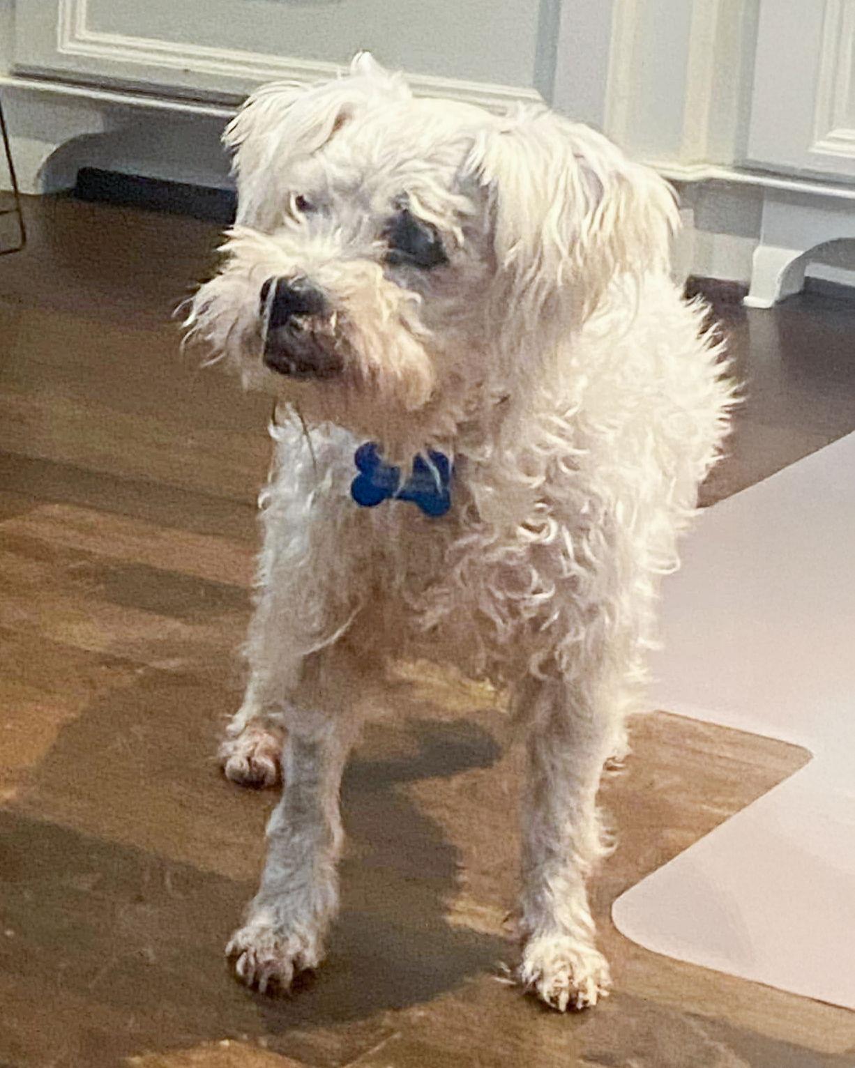 Scout, Adoptable, Senior Male Poodle.