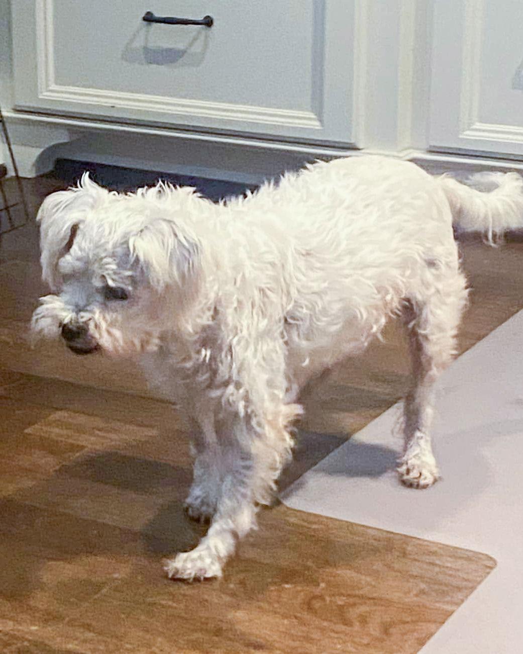 Scout, a Adoptable Poodle in Corona, CA image 2/3