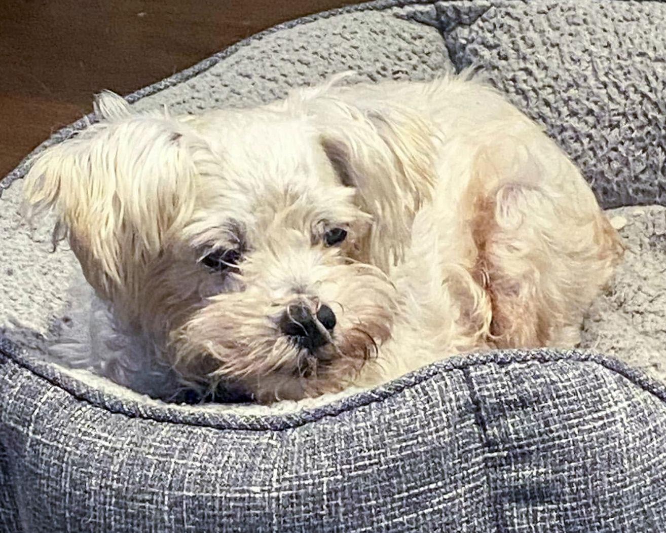 Scout, Adoptable, Senior Male Poodle.