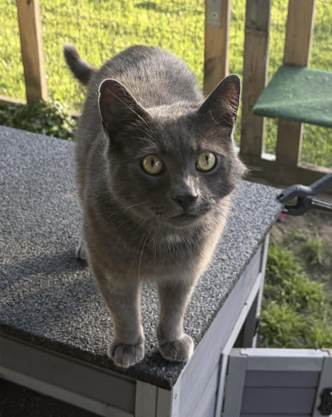 Enlarge Chowder, an adoptable Domestic Short Hair in Cortland, NY image 3/4