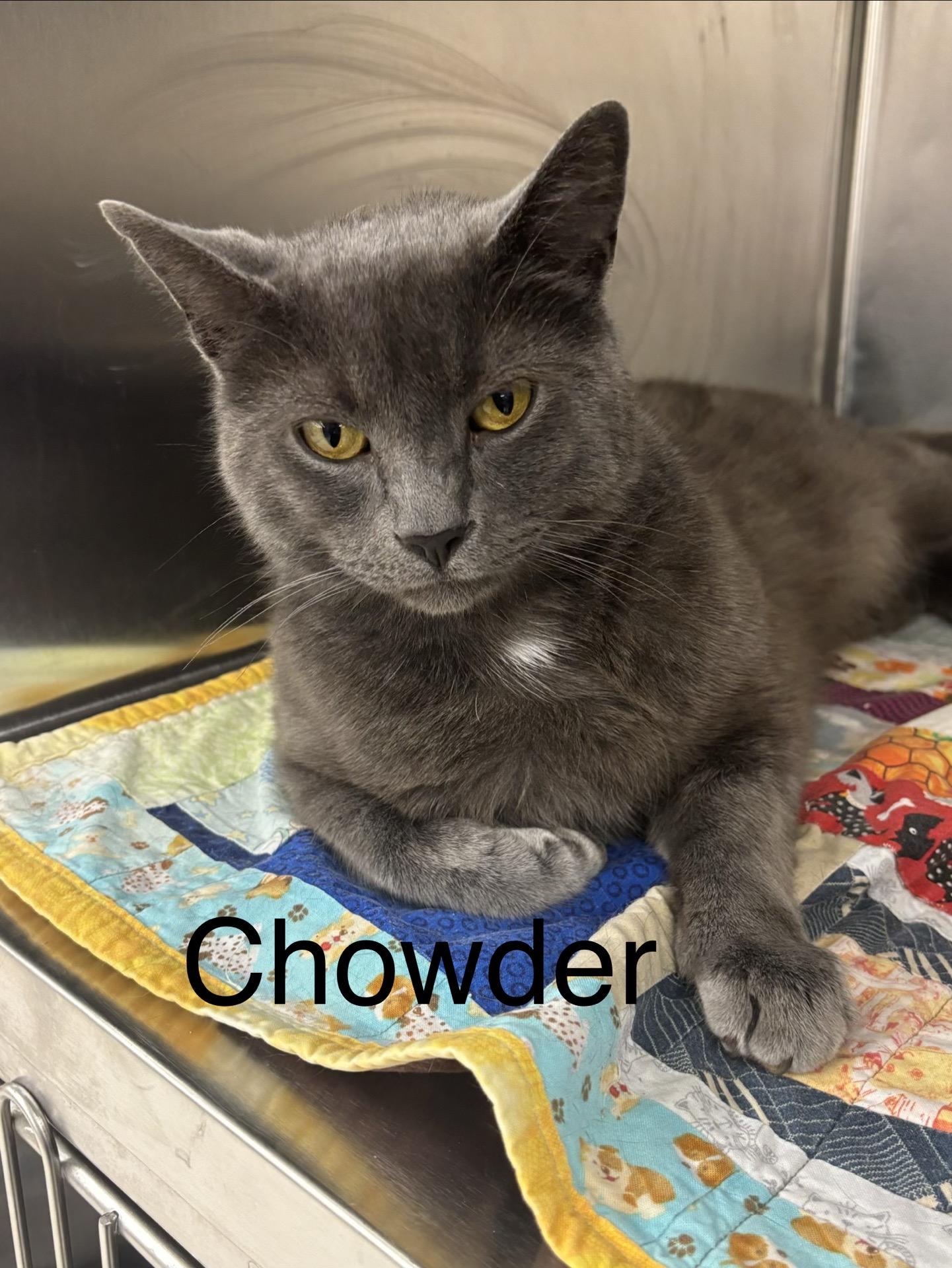 Enlarge Chowder, an adoptable Domestic Short Hair in Cortland, NY image 2/4