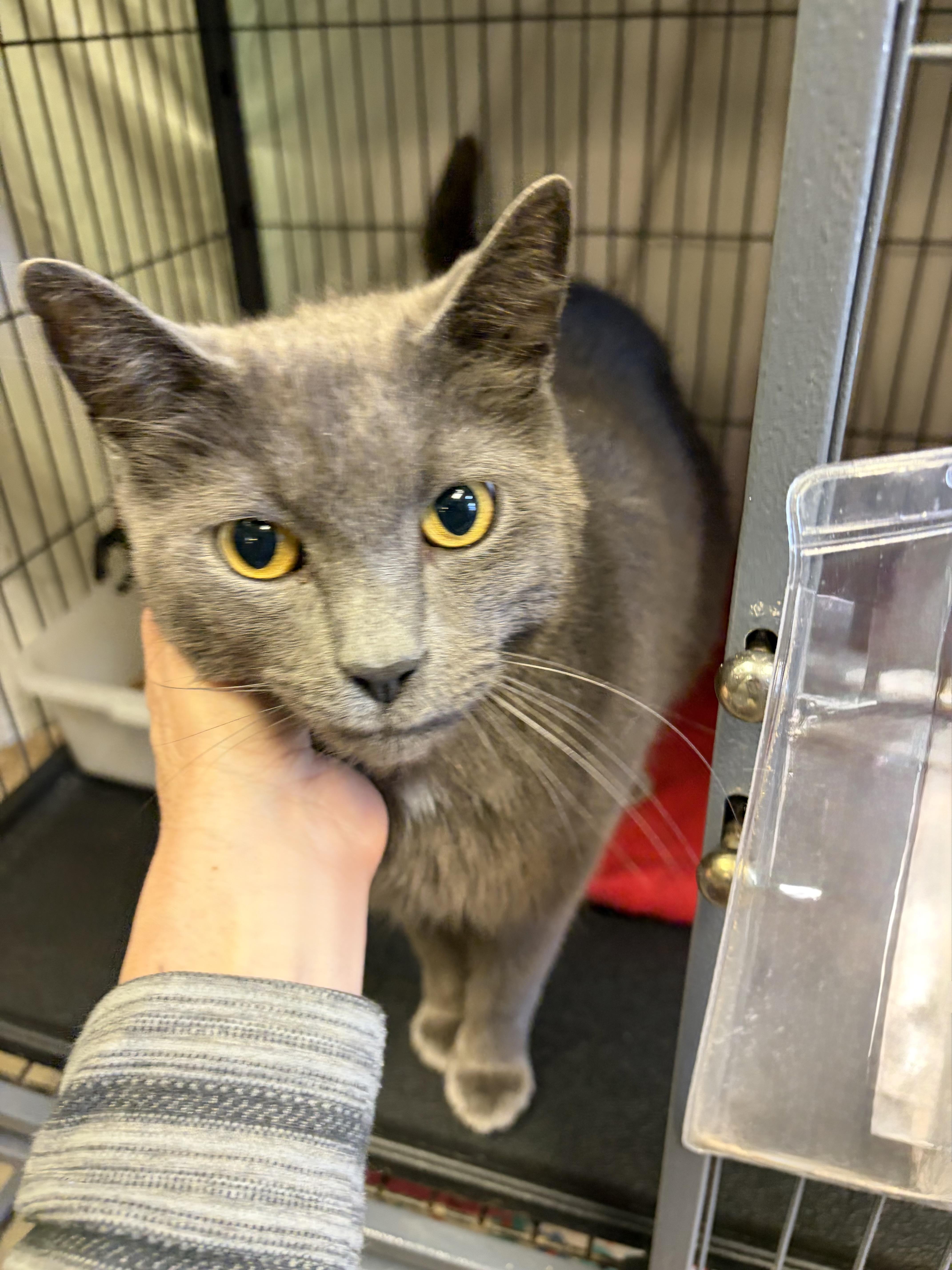 Chowder, adoptable, Young Male Domestic Short Hair.