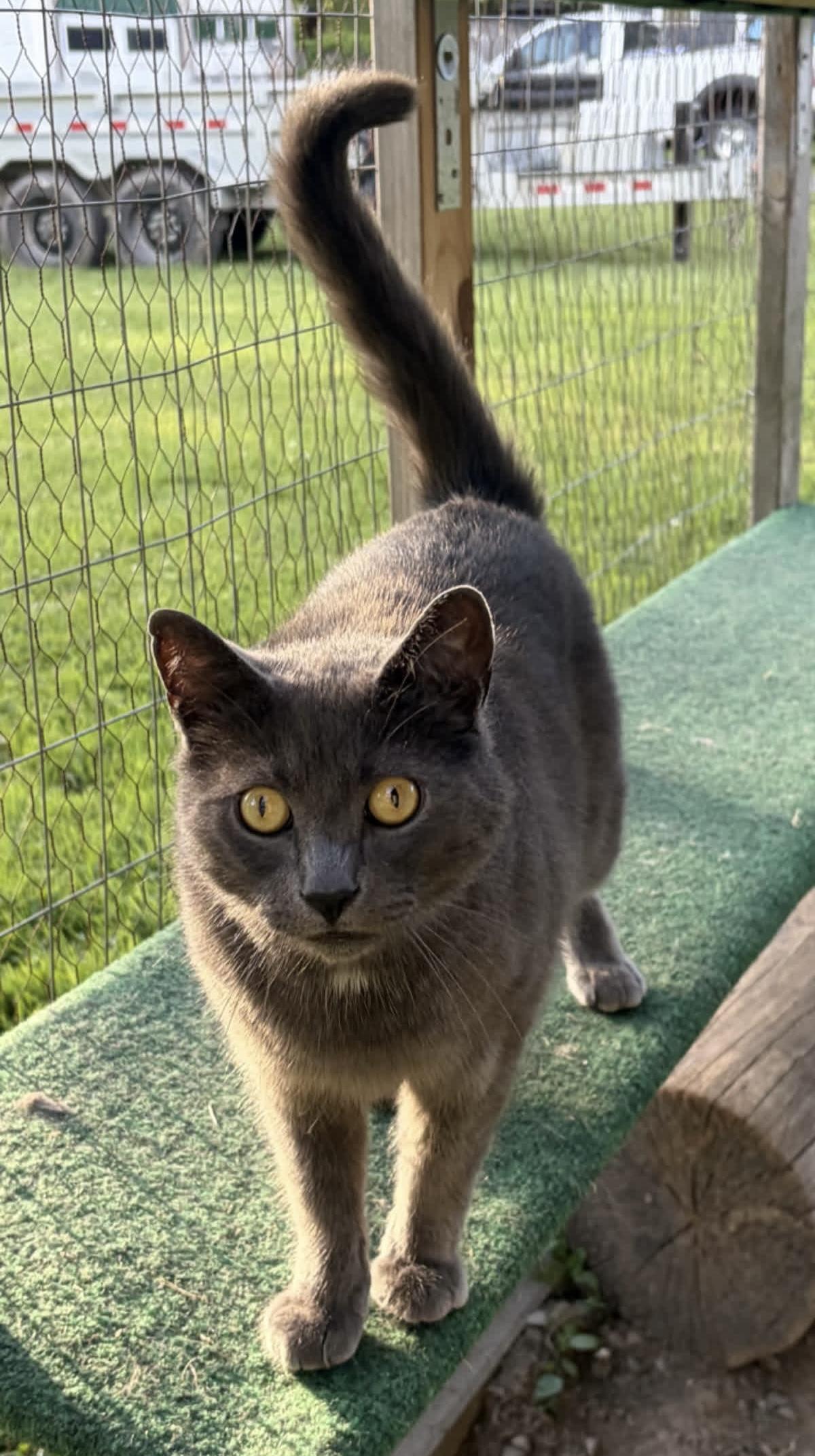 Enlarge Chowder, an adoptable Domestic Short Hair in Cortland, NY image 4/4
