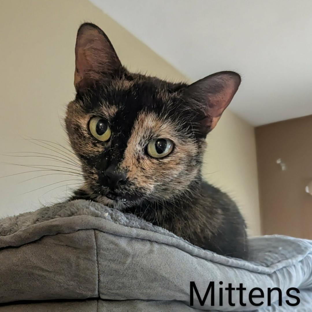 Enlarge Mittens , a ADOPTABLE Domestic Short Hair in Janesville, WI image 1/1