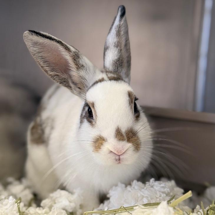 Enlarge Nutmeg, a Adoptable American in Pittsford, VT image 1/2