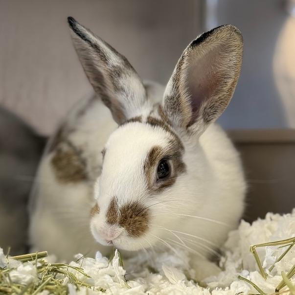 Enlarge Nutmeg, a Adoptable American in Pittsford, VT image 2/2